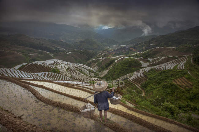 Agricoltore in campo terrazzato, Longsheng, provincia del Guangxi, Cina — Foto stock