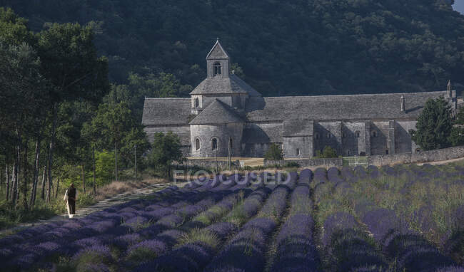 Champ de lavande, Abbaye de Senanque, Gordes, Provence, France — Photo de stock