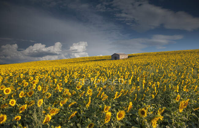 Sonnenblumen auf dem Feld, Valensole, Provence, Frankreich — Stockfoto