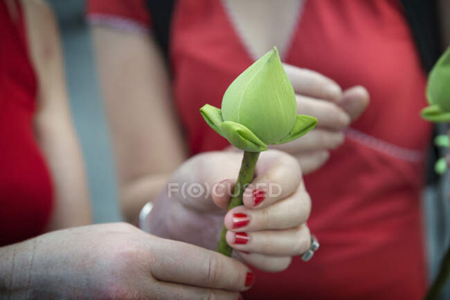 Людина тримає квітку лотоса, крупним планом — стокове фото