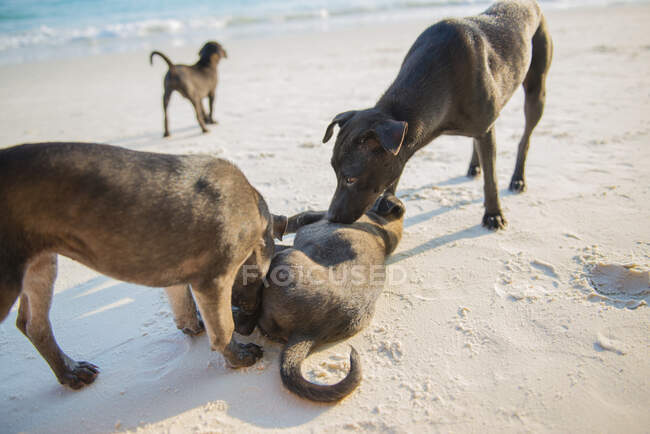 Собаки играют на пляже — стоковое фото