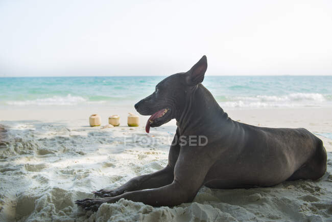 Собака лежит на пляже — стоковое фото