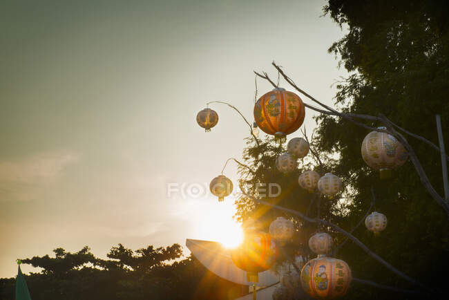 Chinese decorations in tree — Stock Photo