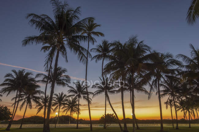 Palms in Lummus Park in the famous Art Deco District in South Beach — Stock Photo