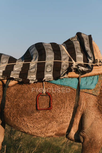 Сідло на верблюді, вид крупним планом — стокове фото