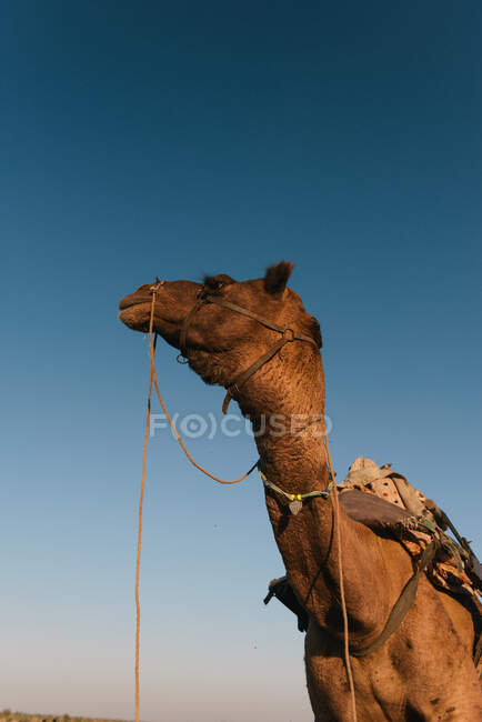 Camel, Bikaner, Rajasthan, India — Stock Photo