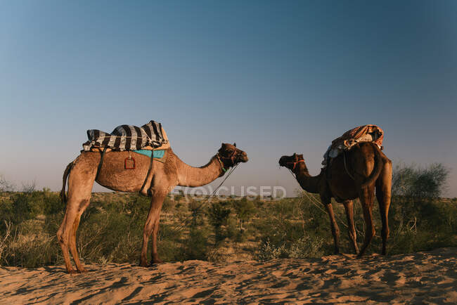 Camello en el desierto, Bikaner, Rajastán, India - foto de stock