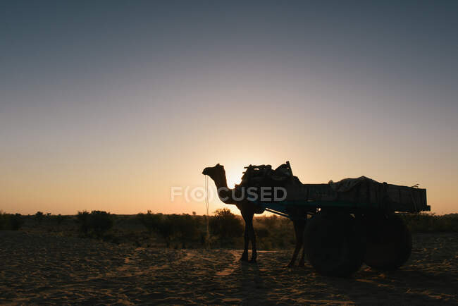 Camello en el desierto, Bikaner, Rajastán, India - foto de stock