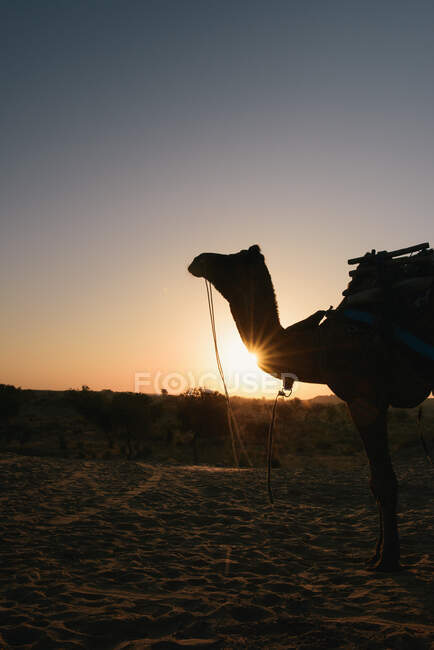 Kamel in der Wüste, Bikaner, Rajasthan, Indien — Stockfoto