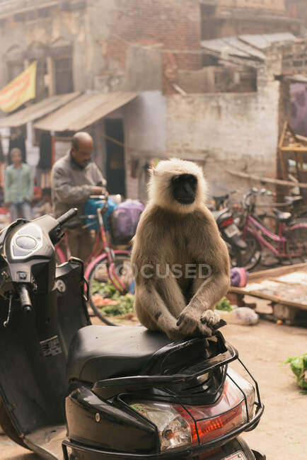 Обезьяна, сидящая на скутере, Варанаси, Уттар-Прадеш, Индия — стоковое фото
