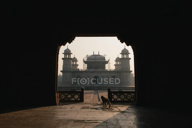 Мавпа в дверях I'timad-ud-Daulah, Agra, Uttar Pradesh, India — стокове фото