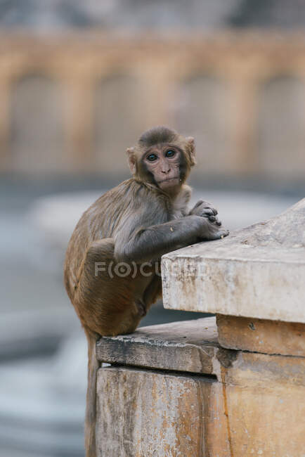 Porträt eines Rhesusmakaken im Affentempel in der Nähe von Jaipur, Rajasth — Stockfoto