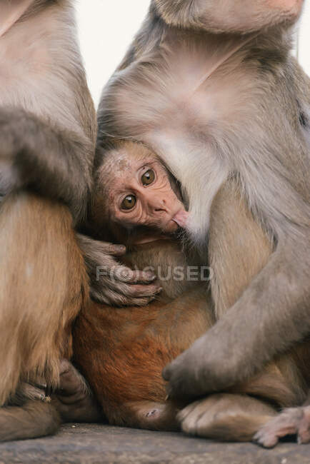 Портрет молодого макака Резуса, кормящегося в храме обезьян — стоковое фото