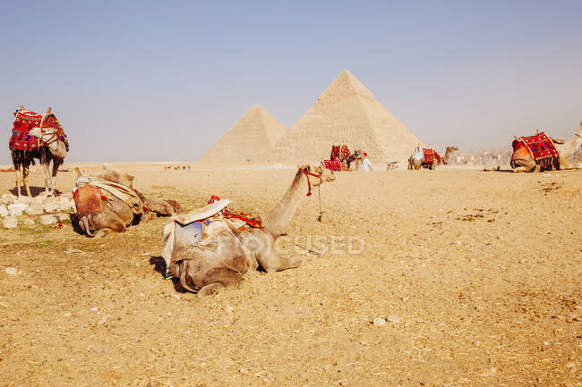 Cammelli con piramidi sullo sfondo, Giza, Egitto — Foto stock