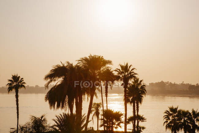 Palmeras en el río Nilo, Luxor, Egipto - foto de stock