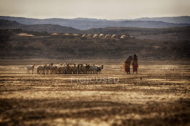 Dos pastores conversando frente a su rebaño, Lac Abbe, Djibou - foto de stock