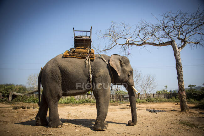 Vista lateral del elefante con asiento adjunto, Tailandia - foto de stock