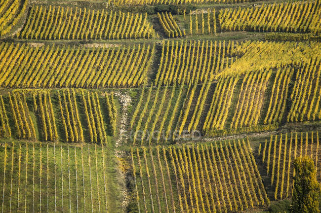 Vista aérea de los viñedos en la ruta des vins d 'Alsace, Francia - foto de stock