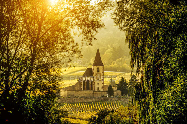 Pintoresca iglesia y viñedos en la ruta des vins d 'Alsace, Francia - foto de stock