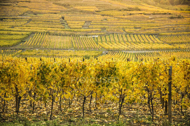 Herbstliche Weinfelder an der Route des vins d 'Alsace, Frankreich — Stockfoto