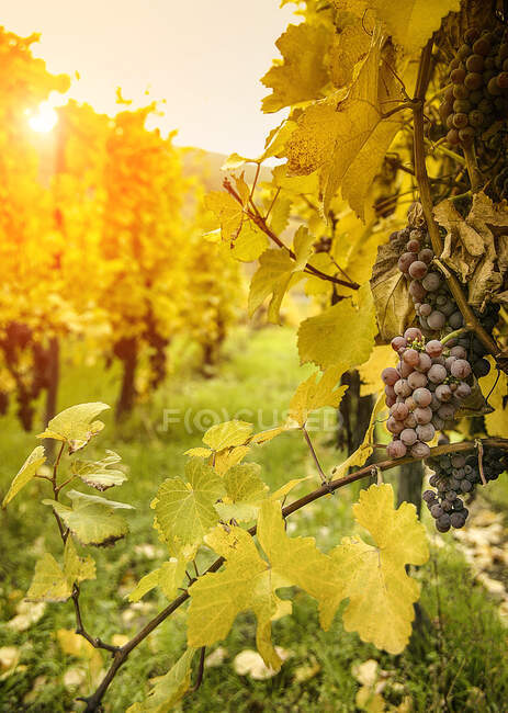 Nahaufnahme von Trauben und Herbstreben auf der Route des vins d 'Alsace — Stockfoto