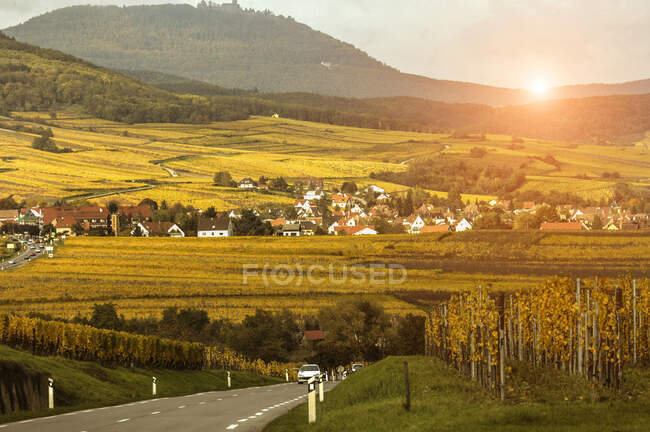 Сельская дорога и виноградники на дороге des vins d 'Alsace, Франция — стоковое фото