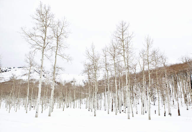 Wald kahler Espenbäume in verschneiter Landschaft, Utah, USA — Stockfoto