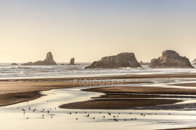 Uccelli marini che camminano e si nutrono sulla spiaggia, Cannon Beach, Oregon, Stati Uniti — Foto stock
