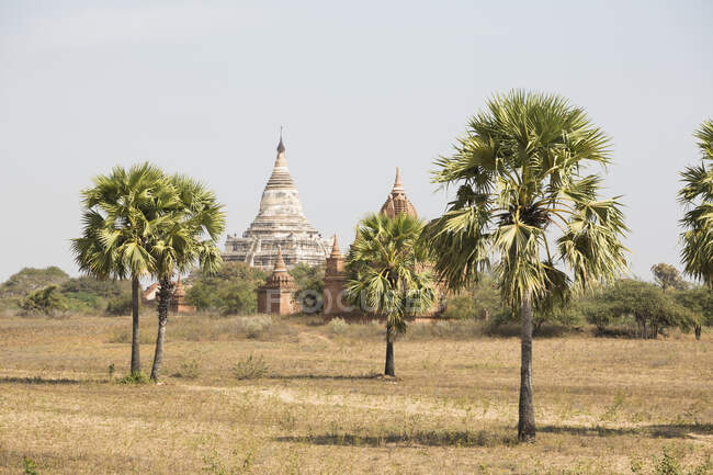 Vista de palmeras y pagoda Shwesandaw, Bagan, Región de Mandalay - foto de stock