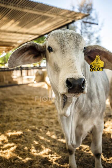Retrato de vaca na fazenda, Windhoek, Namíbia, Namíbia — Fotografia de Stock
