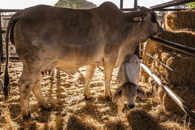 Корова и теленок на ферме, Виндхук, Намибия, Намибия — стоковое фото