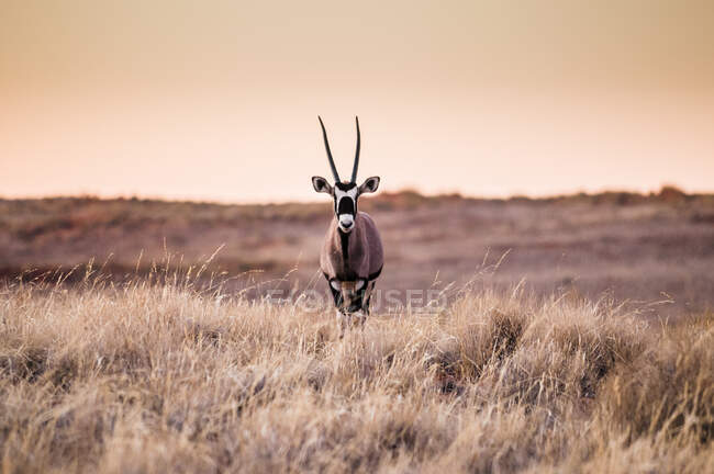 Portrait d'oryx dans la réserve naturelle de Namibrand, Namibie — Photo de stock