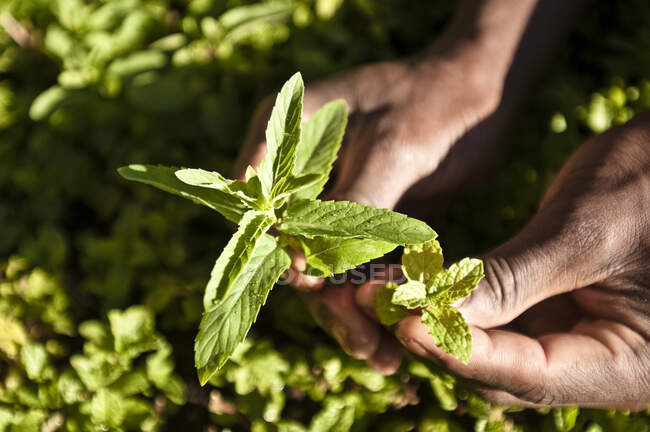 Мани вручають рослину в садах таборів у Намібрані. — стокове фото