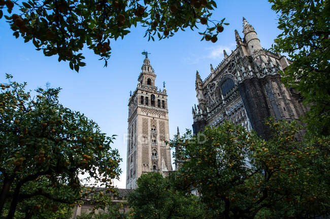 Vista de bajo ángulo a través de los árboles de la Catedral de Sevilla, Sevilla, España - foto de stock