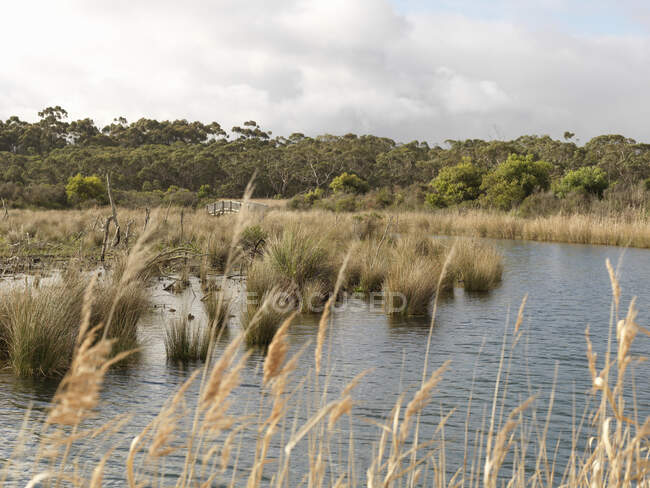 View of marsh grasses and wetlands, Anglesea, Victoria, Australia — Stock Photo