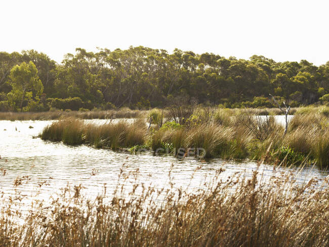 Вид на водно-болотные угодья, Англеси, Виктория, Австралия — стоковое фото