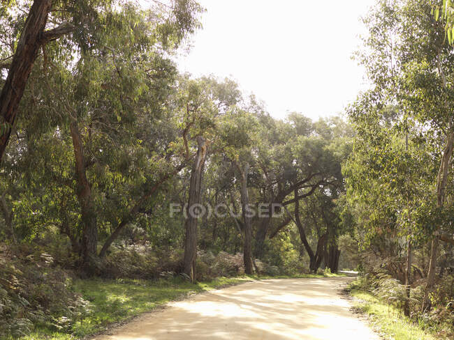 Route rurale bordée d'arbres, Anglesea, Victoria, Australie — Photo de stock