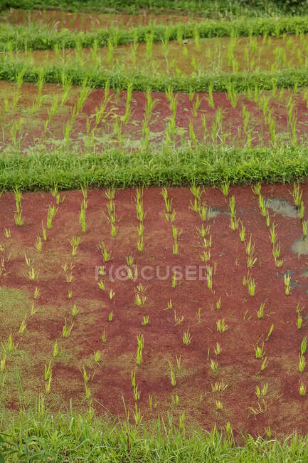 Arroz que crece en terrazas de arroz de Ubud, Bali, Indonesia - foto de stock