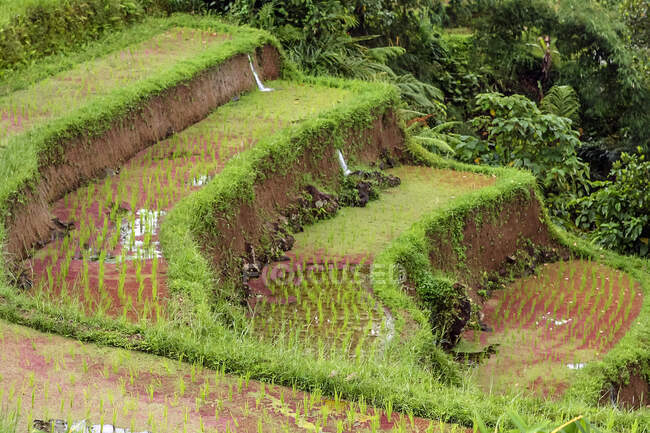 Riz cultivé sur les terrasses de riz d'Ubud, Bali, Indonésie — Photo de stock