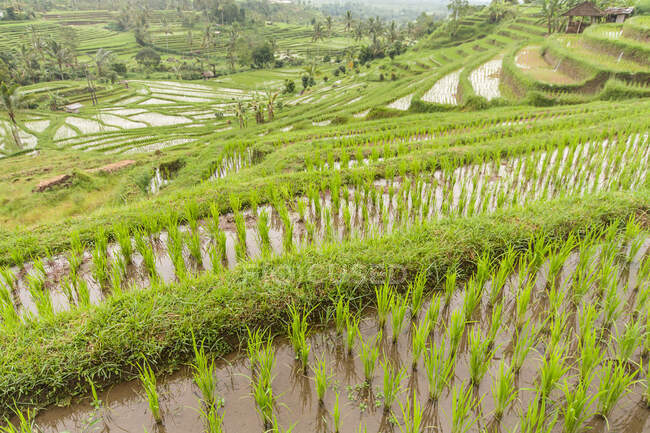 Rice growing on rice terraces of Ubud, Bali, Indonesia — Stock Photo