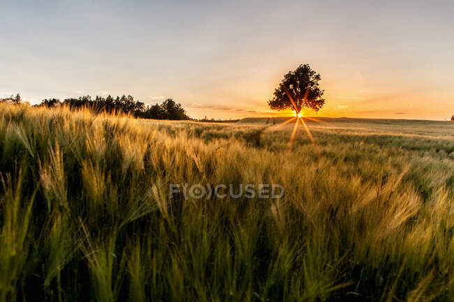Puesta de sol detrás de un árbol solitario en el campo, Drobak, Noruega - foto de stock