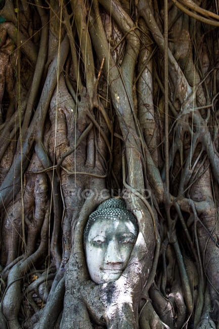 Cabeza de buda en un árbol, Ciudad Histórica de Ayutthaya, Tailandia - foto de stock