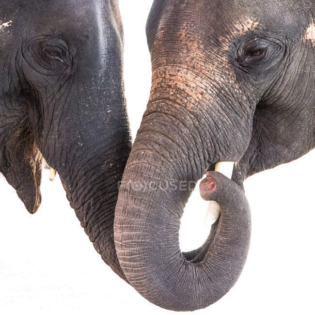 Два слони, дотик до стовбурів, Бангкок (Таїланд). — стокове фото