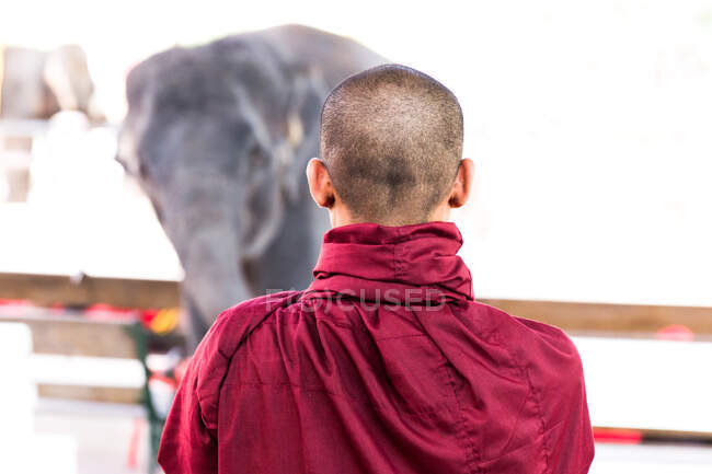 Monge assistindo elefante, visão traseira, Bangkok, Tailândia — Fotografia de Stock