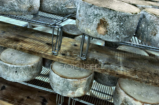 Producción de queso Fiore Sardo, Cerdeña, Italia - foto de stock