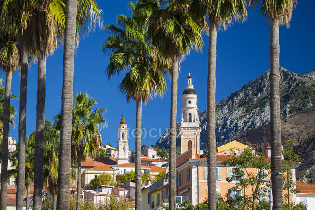 Palm trees and the Basilica of St. Michael the Archangel, Menton — Stock Photo