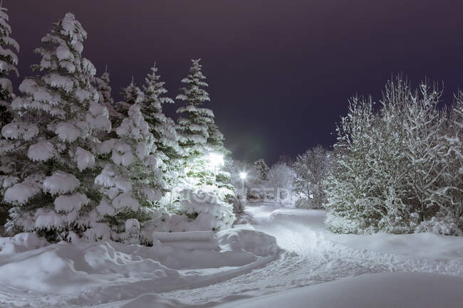 Neve coberto de árvores em jardins botânicos à noite, Reykjavik — Fotografia de Stock