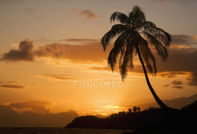 Silhouetted coastal palm tree at sunset, Baracoa — Stock Photo