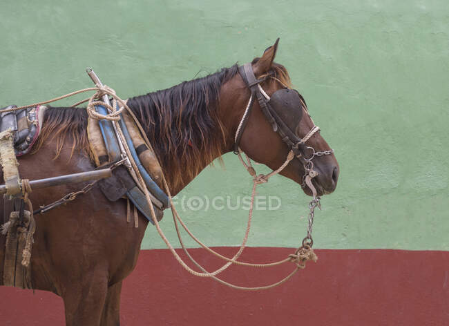 Geschirrtes Pferd, Trinidad Sancti Spiritus, Kuba — Stockfoto