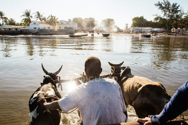 Чоловіки, що перетинають воду в возі, затягуються зебу, Толіара, Мадагаскар., — стокове фото